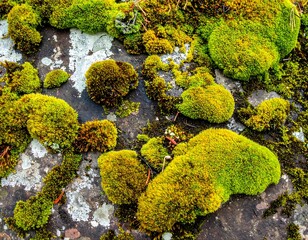 Close-up of verdant moss formations flourishing on a textured, weathered stone surface, showcasing organic growth