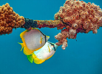 foureye butterflyfish,Chaetodon capistratus