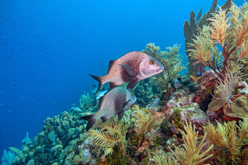 Caribbean coral garden, Roatan Honduras