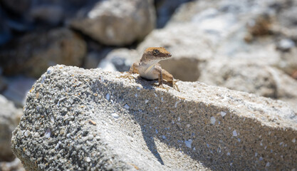 Anole lizard basking on the rocks at Vilano Beach fishing pier in St Augustine Florida.