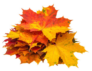 Obraz premium Heap of colorful maple leaves on white background.