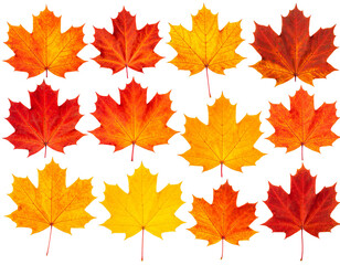 Obraz premium Maple leaves arranged in rows on white background.