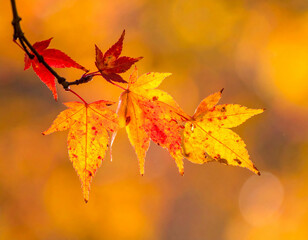 Maple leaves on a branch in autumn sunlight.