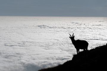 Silhouette of an Alpine ibex standing on the edge of a cliff, above a sea of ​​clouds stretching toward the horizon. Italian Alps, species: Capra ibex.