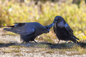 ravens bonding beak play