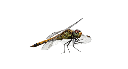 Dragonfly brown yellow green with red eyes and clear wings isolated on transparent background