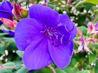 Blau Lila Blüte vom Veilchenbaum Tibouchina Strauch