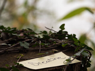 Handwritten Breathe Note Resting on Mossy Tree Stump