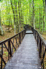 Fototapeta premium Wooden paths and stairs with handrails in a meadow among green trees. Architecture of World tourism.