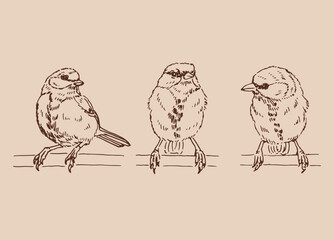 Set of titmouse. Hand drawn vector illustration.