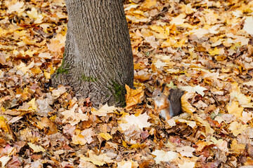 In a scenic park setting, a cute squirrel is nestled among the colorful autumn leaves, resting near a sturdy tree trunk. This playful creature showcases the beauty and biodiversity of the fall season