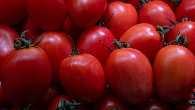 Tomate o tomate pera cosechado, maduro, listo para ser vendido en el mercado.
