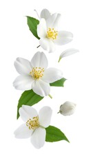 Obraz premium Jasmine flowers in mid-air