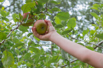 Child hand picking apple from tree