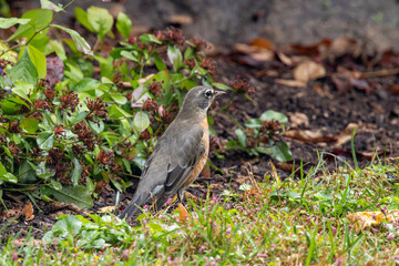 American Robin (Turdus migratorius) in Central Park