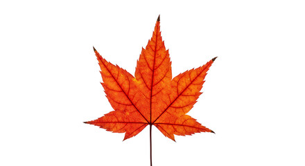 Fototapeta premium Vibrant orange maple leaf isolated on white background