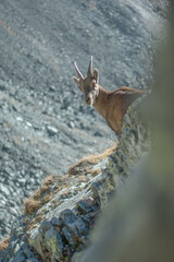 Vertical photo of an Alpine ibex (Capra ibex) emerging from a sheer rock facing into the void. Alps Mountains