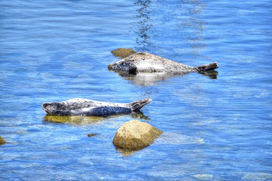 California Sea Lions Laying on Rocks in the Ocean, at Monterey Bay Pier.