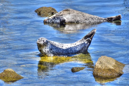 California Sea Lions Laying on Rocks in the Ocean, at Monterey Bay Pier.