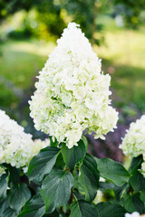 Climbing Hydrangea Polar Bear Blooming on Vertical Surface