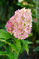 Panicle Hydrangea Pink and Rose in Garden