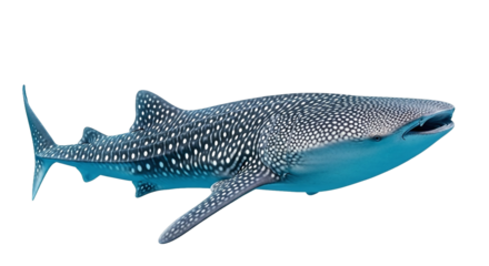 Blue whale shark with white spots swimming isolated on transparent background