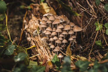 Beautiful cluster of Mycena species, commonly called bonnet mushrooms growing on decaying wood in a forest. The fungi are surrounded by leaves, moss, and natural forest floor elements