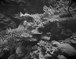 beautiful underwater panorama among corals, fish and other marine vegetation