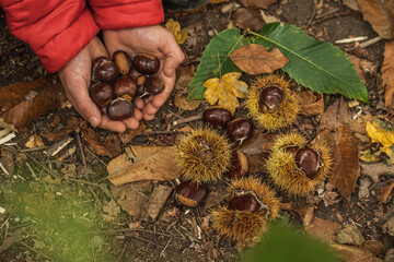 Child picking freshly fallen chestnuts inside its spiky burr lying among dry autumn leaves on the forest floor
