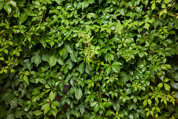 Obraz premium Lush Green Ivy Wall adorned with Vibrant and Lush Foliage all around it in Natures beauty