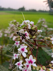 Crimson tip butterfly on Clerodendrum flower in serene nature background