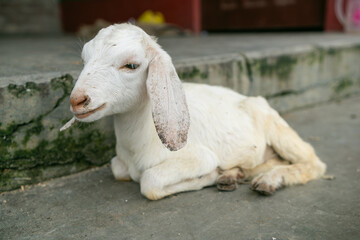 Adorable White Goat Kid Resting Peacefully Outdoors