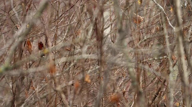 Looking through heavy wild shrubs in the autumn with focus limited to a few leaves in the midground
