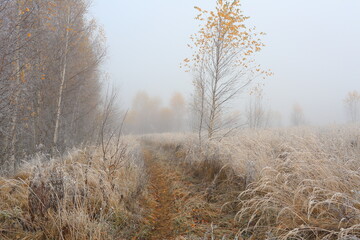 A path in a forest covered with frost in late autumn