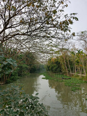 Tranquil River Scene with Lush Greenery and Overhanging Branches Scenery