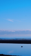 Seabird with a clear reflection swimming in calm, ice-blue water near a tranquil sandy beach