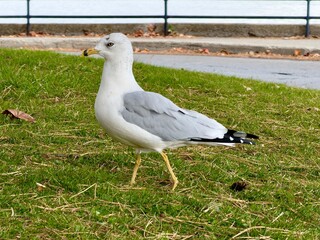 Seagull on a grassy park
