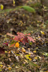 mały dąb w złotej godzinie jesienią. Promienie słońca delikatnie otulają jego liście, 