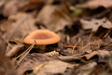 rdzawy grzyb w lesie jesienią © Paulina