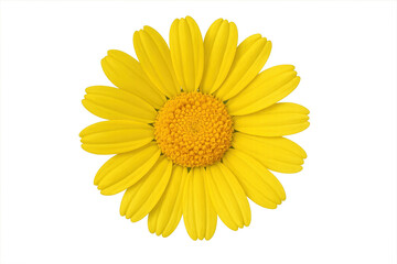 Naklejka premium Yellow daisy flower with petals on transparent background
