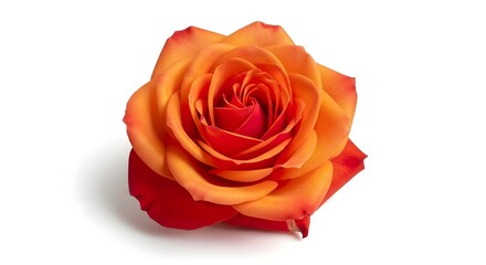 Naklejka premium Vibrant orange and red rose bloom isolated on a white background