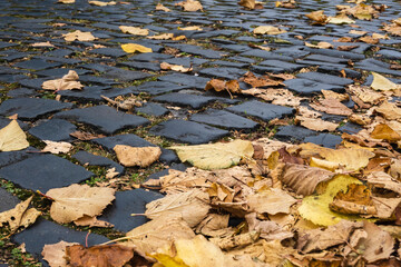 Autumn leaves on pebbles. Seasonal autumn leaves scattered on pavement
