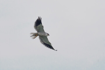 White-tailed Kite Soaring Gracefully in the Sky