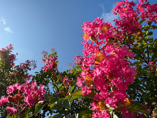 Crape Myrtle blossom Lagerstroemia indica lilac of the South.