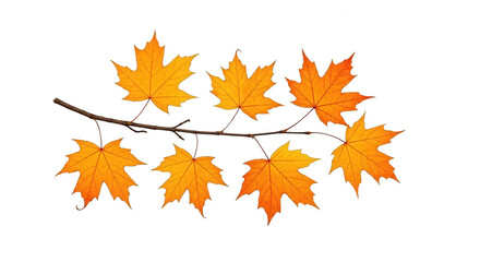 Branch with multiple yellow maple leaves isolated on transparent background