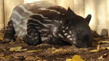 Close up of a baby malayen tapir resting on the ground , moving his ears on a sunny day in the shade
