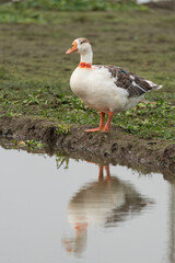 Domestic Goose Standing by a Puddle with Reflection