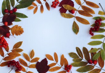 Autumn leaves and rowan berries on white background with copy space