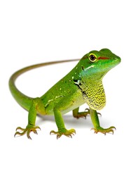 Obraz premium Green lizard profile