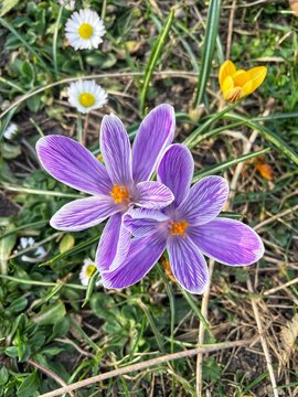 Fototapeta Purple and white crocus flower blooming in spring. Delicate early spring blossom growing from the ground, symbol of new season and nature awakening.